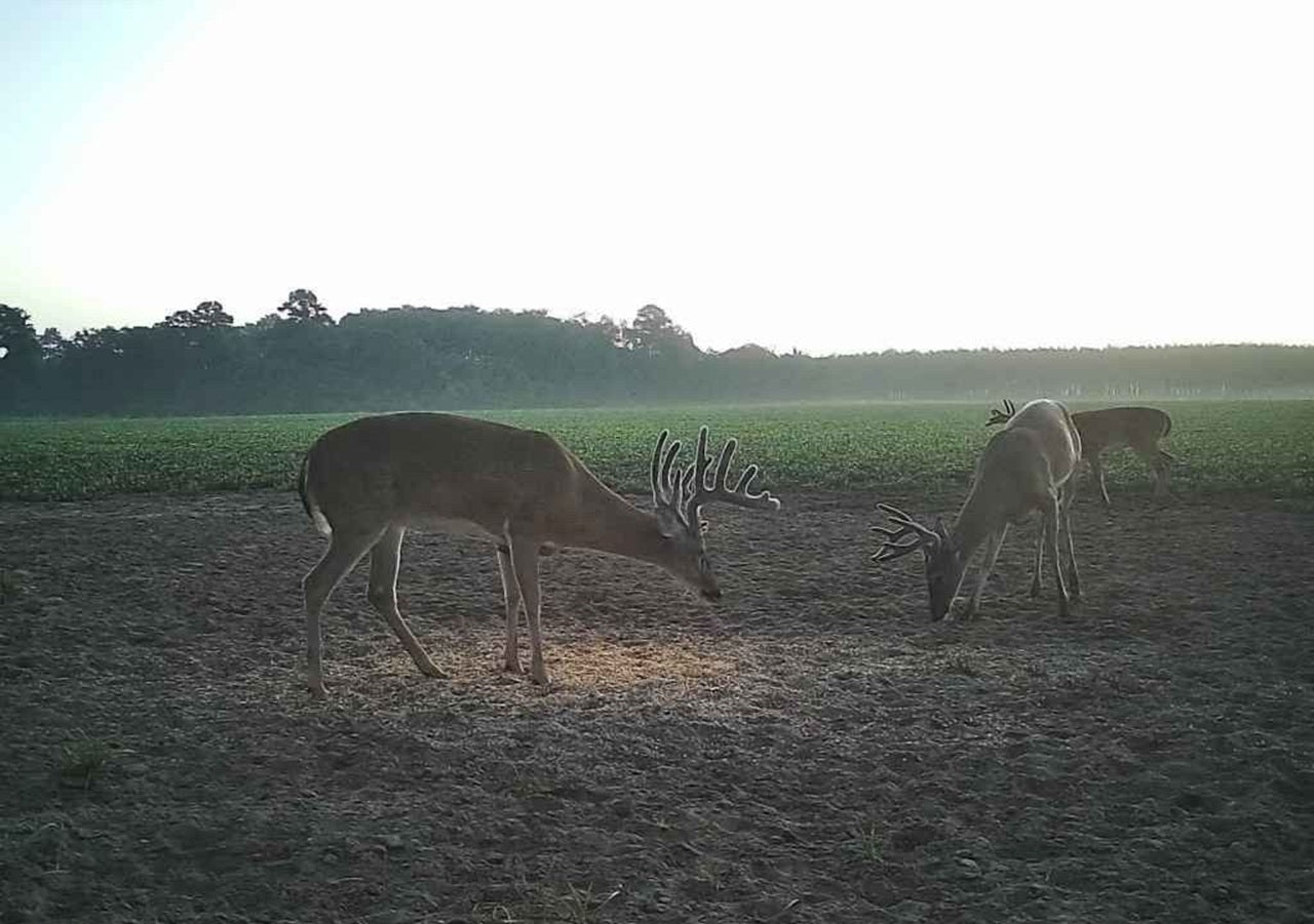 X-Treme Harvest Deer Feed Pellets – High-Protein Formula to Attract Bucks