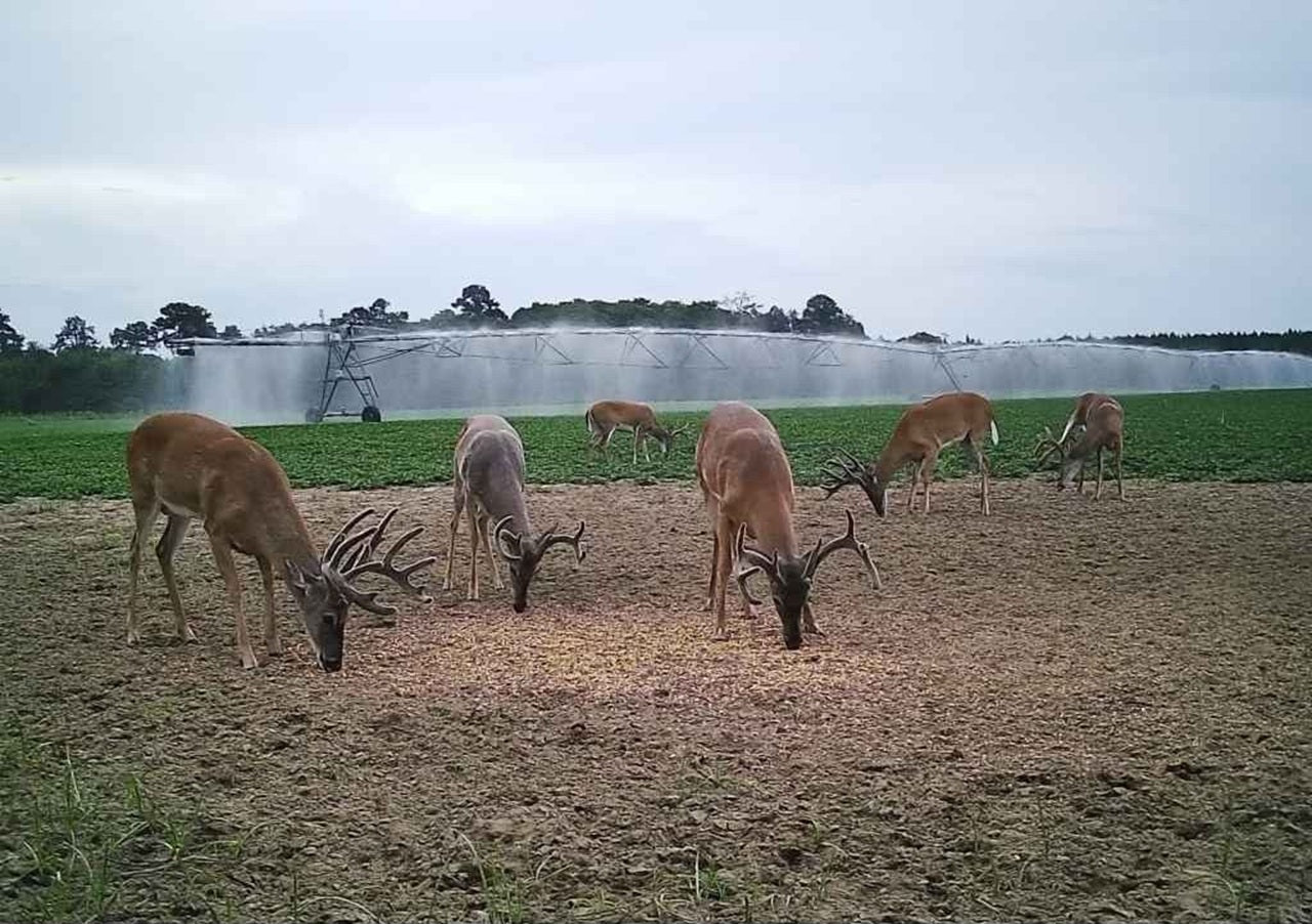 Red Alert Deer Attractant Spray with Cover Scent – Masks Odor, Lures Bucks