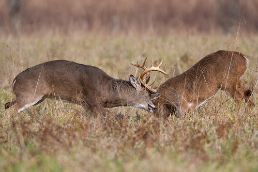 Understanding the Rut: Nature’s Most Exciting Time for Deer Hunters