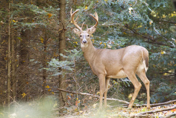 The Revolutionary Deer Attractant