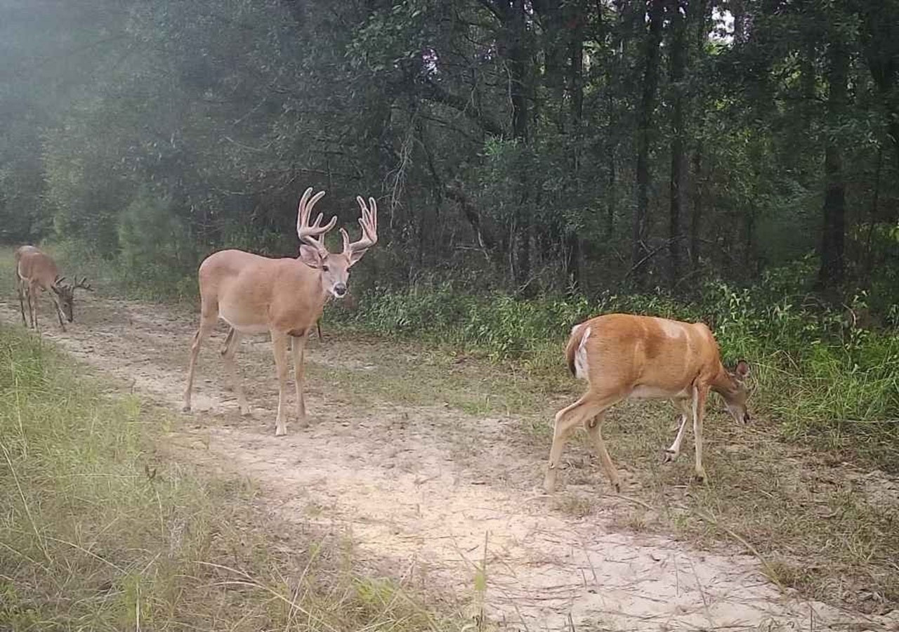 Pure Gold Deer Attractant Spray – Liquid Feed Additive to Draw in Bucks