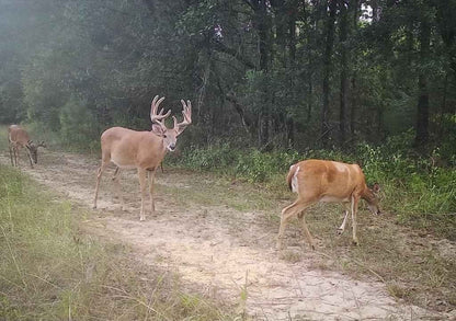 Pure Gold Deer Attractant Spray – Liquid Feed Additive to Draw in Bucks