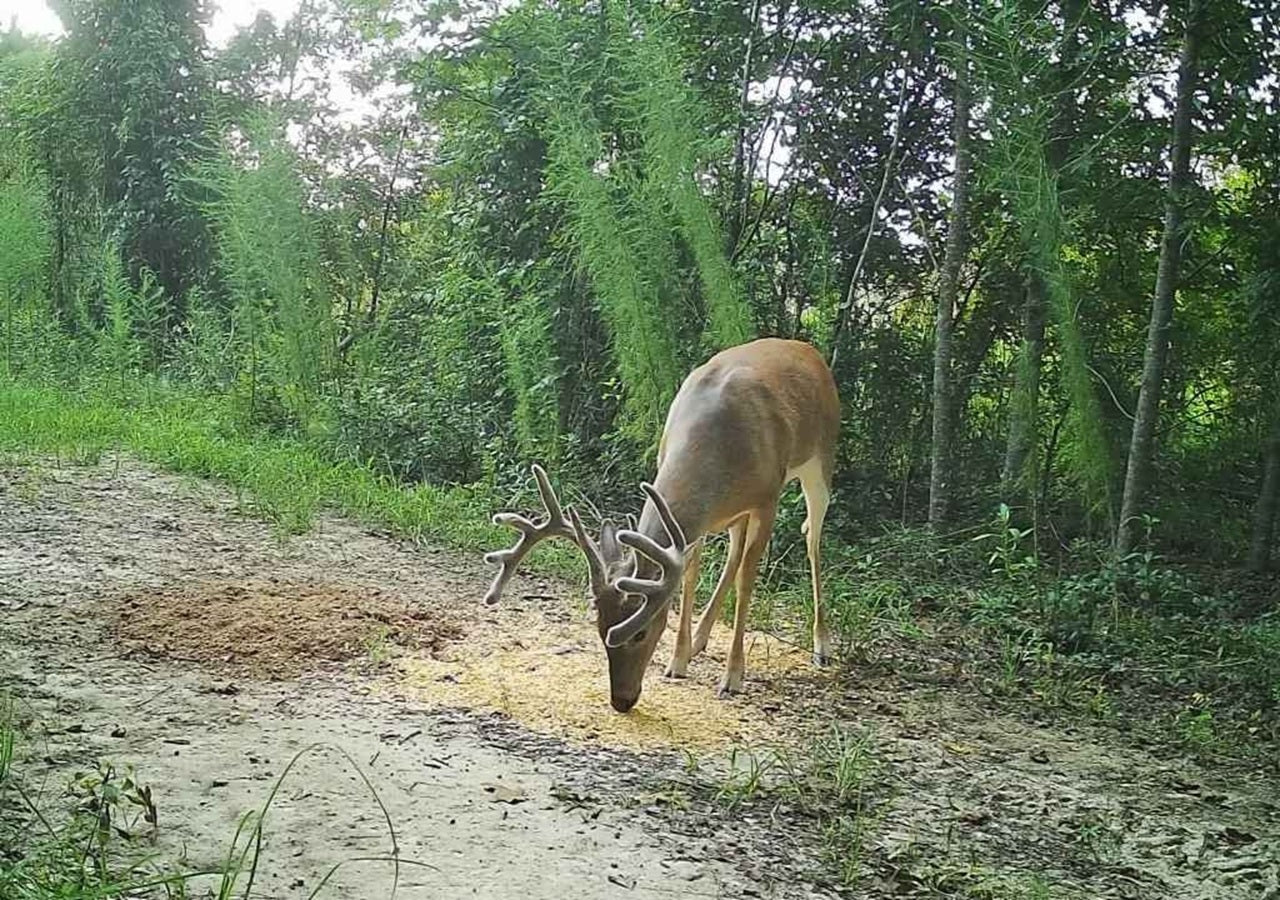 X-Treme Corn Coat Powder – Deer Attractant for Enhancing Corn & Feed Sites