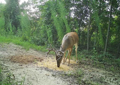 X-Treme Corn Coat Powder – Deer Attractant for Enhancing Corn & Feed Sites