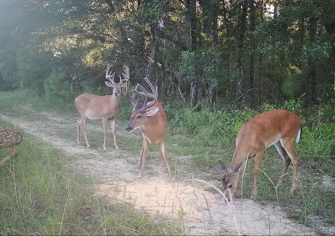 Pure Gold Deer Attractant Spray – Liquid Feed Additive to Draw in Bucks