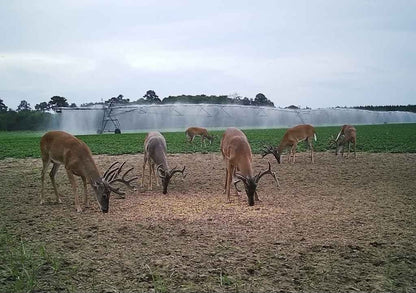 Red Alert Deer Attractant Spray with Cover Scent – Masks Odor, Lures Bucks
